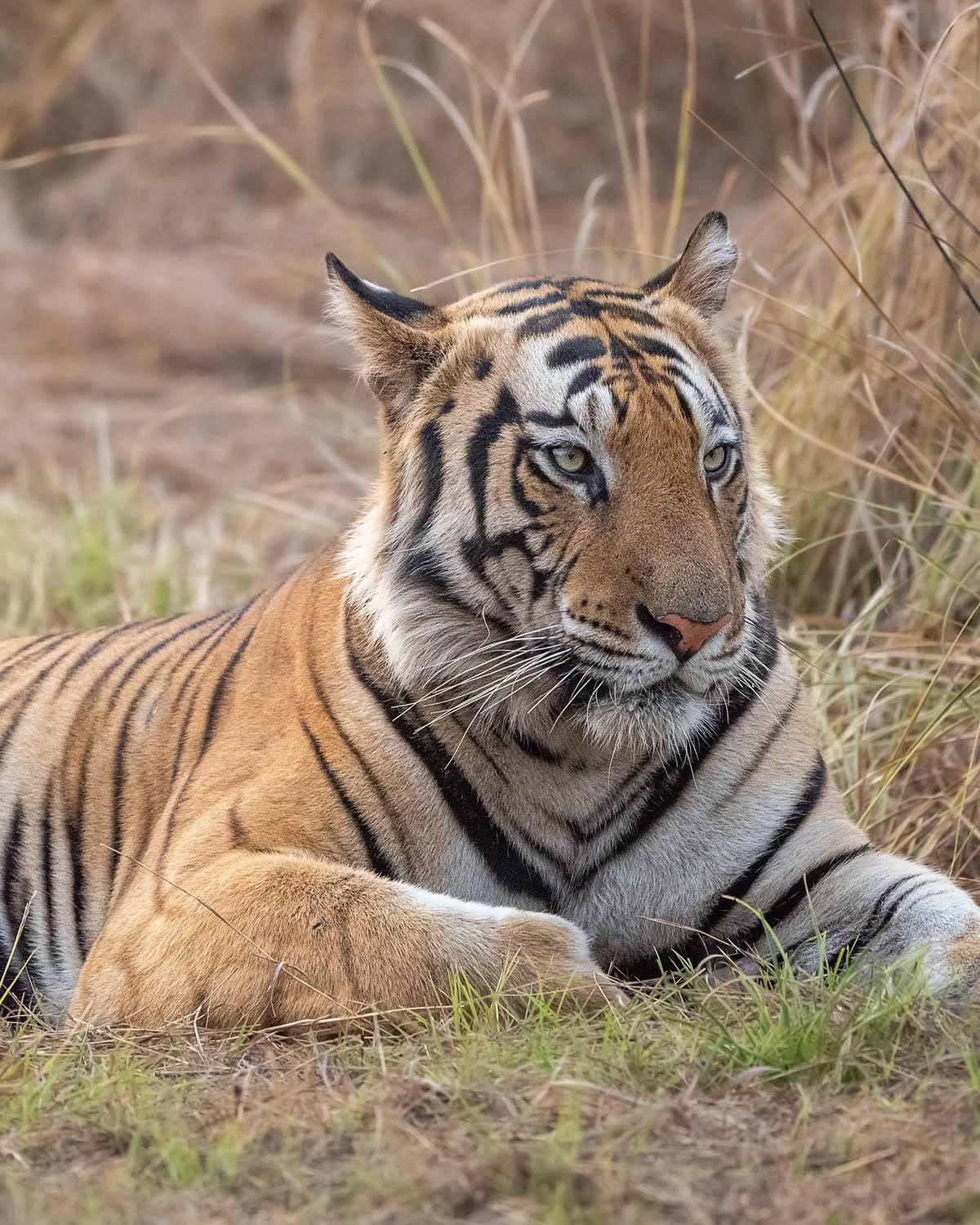 imgi_13_golden-triangle-with-tigers-thumbnail