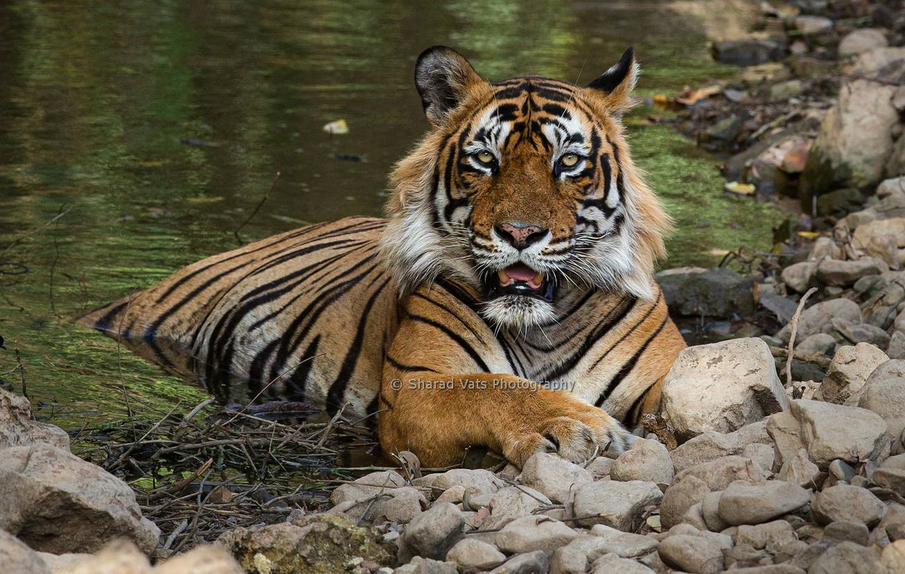 Wildlife 1