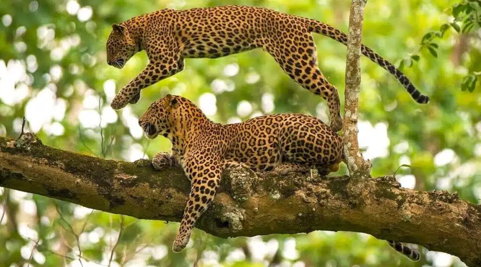 Wildlife 2