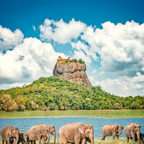 Minneriya National Park PNG