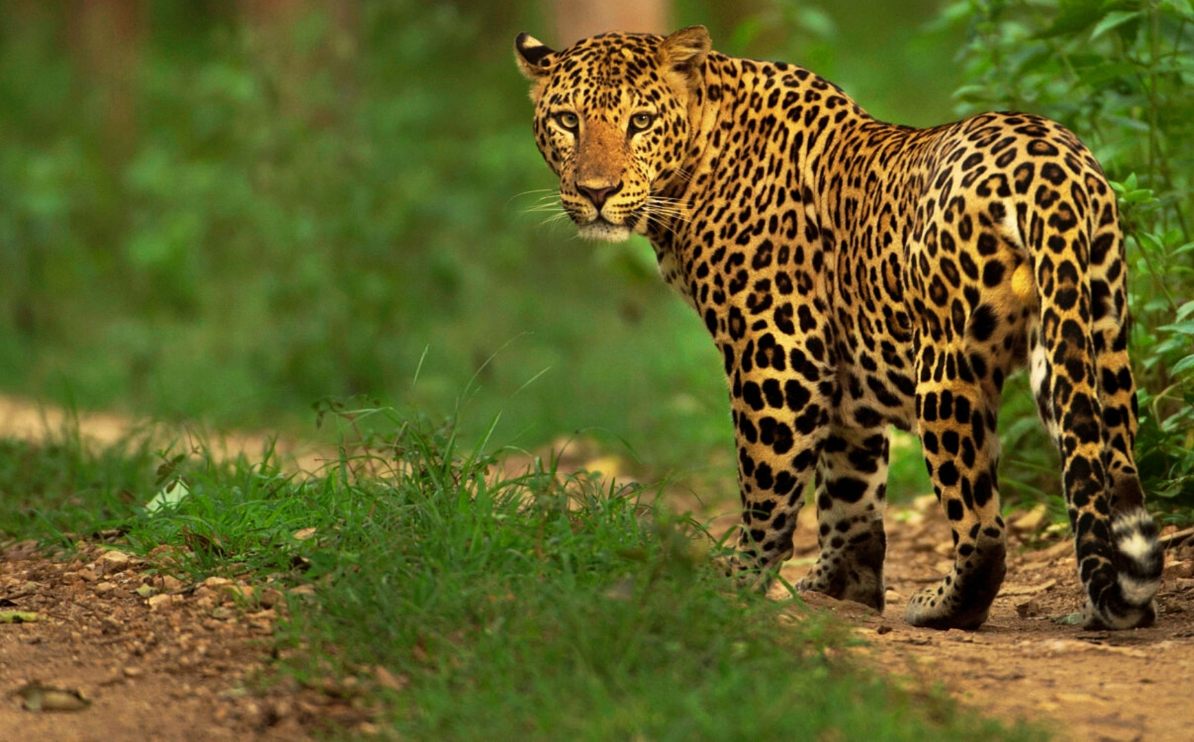 Wildlife 4